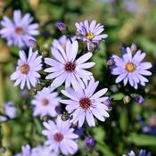 Aster 'Little Carlow' (2 Litre) image