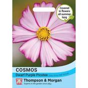 Cosmos 'Dwarf Purple Picotee'