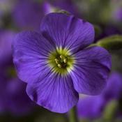 Aubrieta 'Axcent Light Blue' (9cm) image