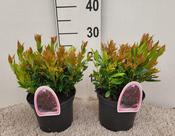 Leucothoe 'Red Lips' (2 Litre) image