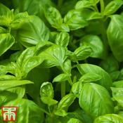 Basil 'Devotion'