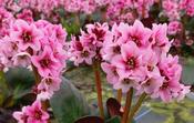 Bergenia 'Eroica' 2 Litre image