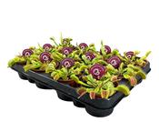 Dionaea Muscipula 'Venus Flytrap' (P 8.5) image