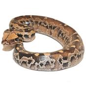 Borneo Blood Python