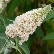 Buddleja Buzz  'Ivory' 3L image