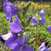 Campanula pers. Coerulea image