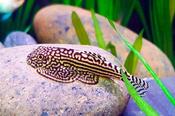 Hillstream Loach (L)