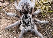 Straight Horned Baboon Tarantula | Ceratogyrus marshalli s