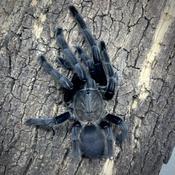 Dark Earth Tiger Tarantula | Chilobrachys Kaeng Krachen med