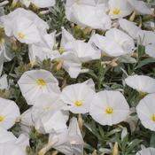 Convolvulus Cneorum 3ltr pot image