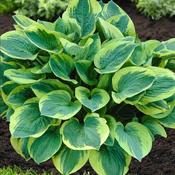 Hosta 'Frances Williams' (3 Litre) image