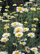 Anthemis 'Susanna Mitchell' 2L image