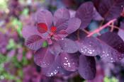 Cotinus cog. 'Royal Purple' | Purple Smokebush (2 Litre) image
