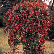 Cotoneaster 'Coral Beauty' | Weeping Cotoneaster 15 Litre image
