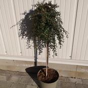 Cotoneaster 'Winter Jewel' | Weeping Cotoneaster 10 Litre image