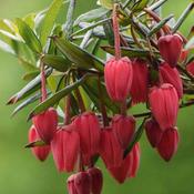 Crinodendron hookerianum | Chilean Lantern Tree 3 Litre image