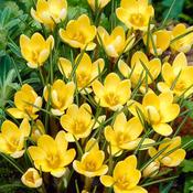 Crocus 'Romance' – 20 Bulbs