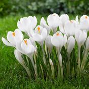 Crocus 'Jeanne D'Arc' – 15 Bulbs
