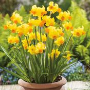 Daffodil 'Bittern' – 8 Bulbs
