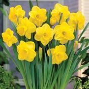 Daffodil 'Camelot' – 2kg Bag