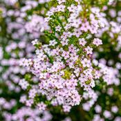 Diosma hirsuta 'Pink Fountain' (3 Litre) image