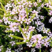 Diosma hirsuta 'Sunset Gold' (3 Litre) image