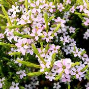 Diosma hirsuta 'Sunset Gold' image