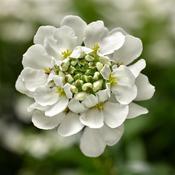 Iberis Whistler White 9cm image