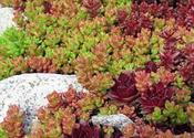 Sedum 'Coral Carpet' (9cm) image