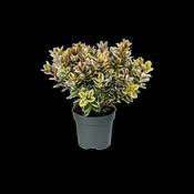 Hebe addenda Tricolor 2 Litre