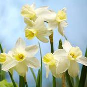 Daffodil Narcissus 'Sailboat' (8 Pack) image