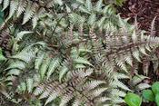 Athyrium niponicum var. pictum | Japanese Painted Fern image