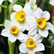 Daffodil 'Canaliculatus' – 20 Bulbs