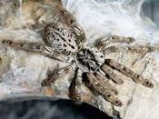 Togo Starburst Baboon Tarantula | Heteroscodra maculata (Med) image