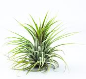 Tillandsia ionantha green, airplant / 10cm image