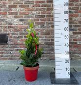 Laurus nobilis Pyramid Shape In Red &amp; Gold Xmas Pot (70cm)