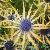 Eryngium × zabelii 'Neptune's Gold' 3 Litre image