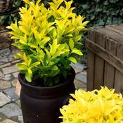 Euonymus japonica Eldorado (2 litre) image