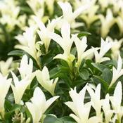 Euonymus japponica 'Paloma Blanca' (2 Litre) image