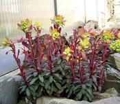 Euphorbia Amygdaloides Purpurea 2L image