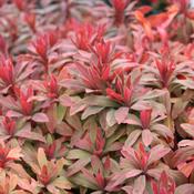 Euphorbia Purpurea Rubra | Wood spurge 'Purpurea' image