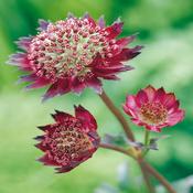 Astrantia major 'Moulin Rouge'  2L image