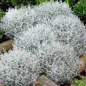 Calocephalus brownii | Cushion Bush - P10 image