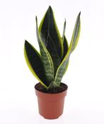 SnakePlant | Sansevieria trifasciata Futura Superba (P12)