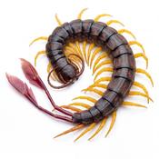 Cameroon Flag-tail Centipede | Alipes multicostis s