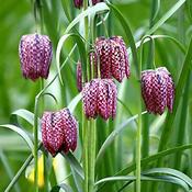 Fritillaria Meleagris (25 Pack) image