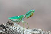 CB Timor Shield Mantis