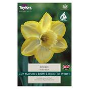 Daffodil 'Binkie' – 2kg Bag