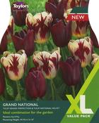 Tulip Grand National Bulbs (XL) image