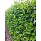 Griselinia littoralis 'Variegata' image